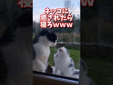 ネッコの動画で癒されたら寝ろｗｗｗ　2ch  動物  猫 癒やし ねこ動画 サムネイル