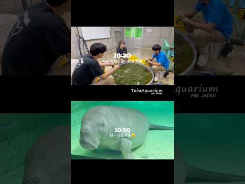 《鳥羽水族館》とある日のジュゴン担当飼育係とジュゴンのsetlog🤍🌱　鳥羽水族館 aquarium animals… サムネイル
