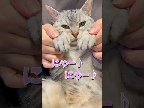 話題の猫たちが歌う！母猫帰宅の神回を公開