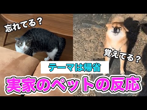 【会いたかった😭】帰省時の反応｜PECO サムネイル