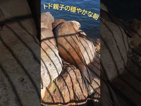 「豆」「大豆」親子の朝