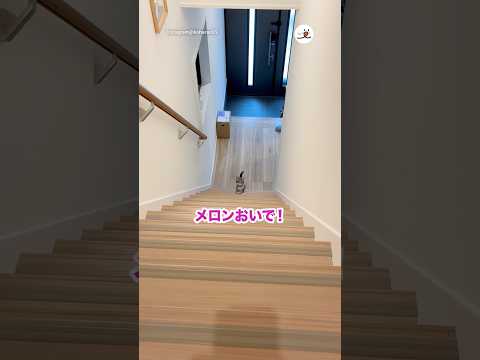 呼んだら全力ダッシュ｜PECO サムネイル