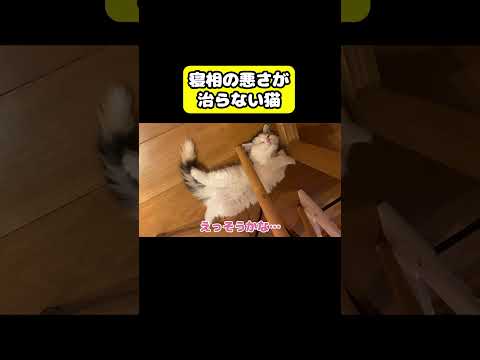 寝相の悪さが治らない猫 猫 おもしろ アテレコ ニャンチューバーつくし