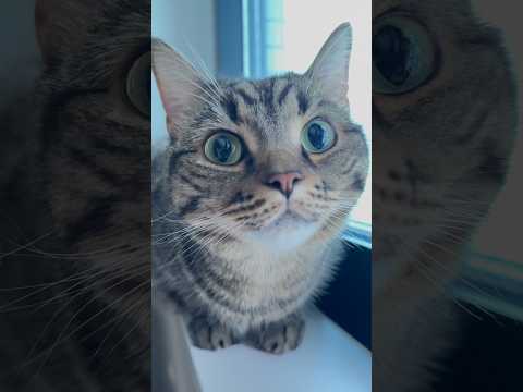 毎朝ニャルソックの妹(猫)と寝坊兄(猫) cat 猫