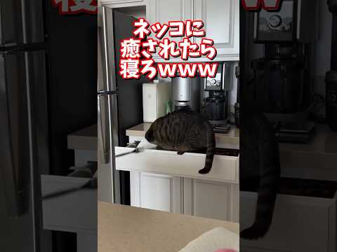 ネッコの動画で癒されたら寝ろｗｗｗ　2ch  動物  猫 癒やし ねこ動画