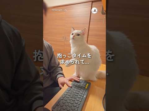 抱っこタイムを求められて…｜PECO サムネイル