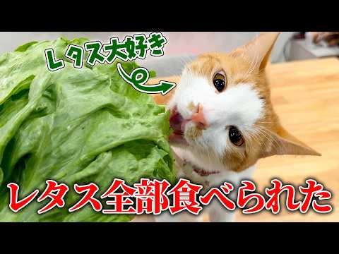 水にレタスに浮かべると猫がガブガブ飲んでくれるらしい…のですが サムネイル