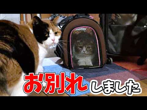 一緒に過ごした家族とお別れすることになったパパ猫…涙 サムネイル