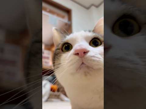 ロケットダッシュや サムネイル