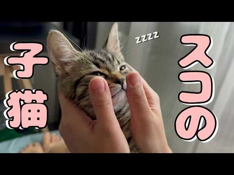 可愛すぎるスコの子猫を愛でてたら、甘えん坊の兄猫がまさかの...
