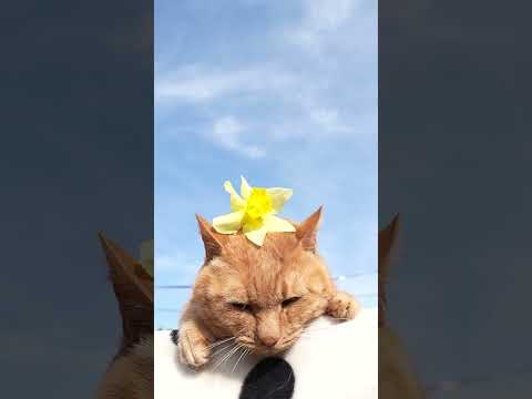 水仙の花　　260423　のせ猫　 cat　 cute　 kitty　 猫　 kitten　 水仙　 cutecat