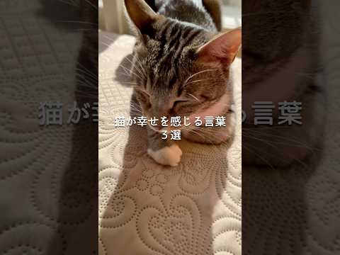 猫が幸せを感じる言葉3選 猫 ねこ 猫好きさんと繋がりたい 猫のいる暮らし ねこ動画 猫のいる生活 猫動画 雑学 豆知… サムネイル