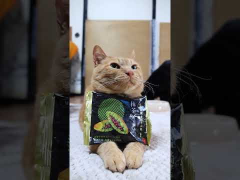 祇園 北川半兵衛監修　抹茶どら焼き　260415　のせ猫　 cat　 cute　 kitten　 cutecat  ネ… サムネイル