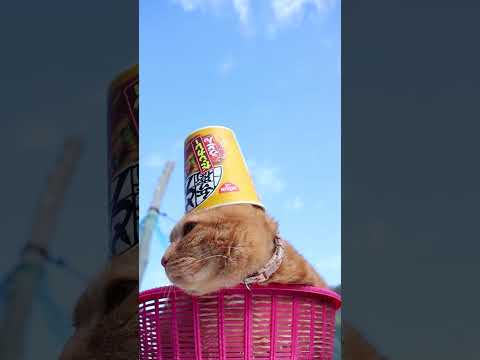 日清のどん兵衛・だしカレーうどん　260523　のせ猫　 cat 茶トラ猫 kitty どん兵衛　 ネコ cute カ… サムネイル