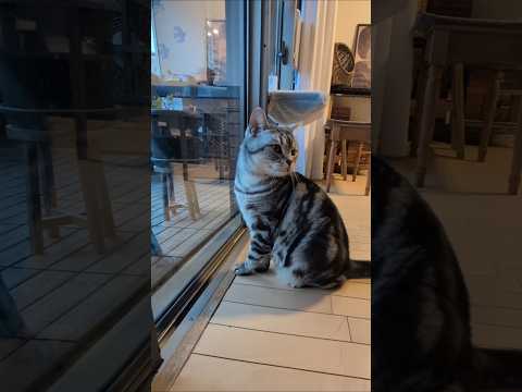 アメショーのラッテ アメショ アメリカンショートヘア 猫と暮らす家猫との暮らし猫 サムネイル