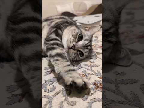 アメショーのラッテ アメショ アメリカンショートヘア 猫と暮らす家＃猫との暮らし猫 サムネイル