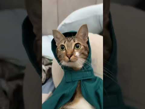 hajimi サムネイル