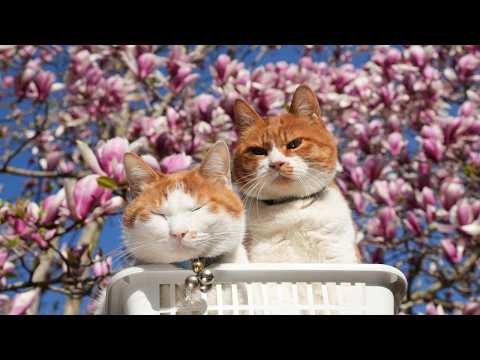 木蓮の花　のせ猫　 260503 サムネイル