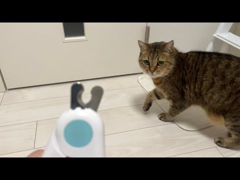 爪を切られる気配を感じ取ると大体の猫はこうなります サムネイル