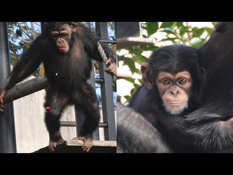 毛の少なくなったチヨちゃん、毛の増えたジュウザ　かみね動物園　チンパンジー　202512 サムネイル