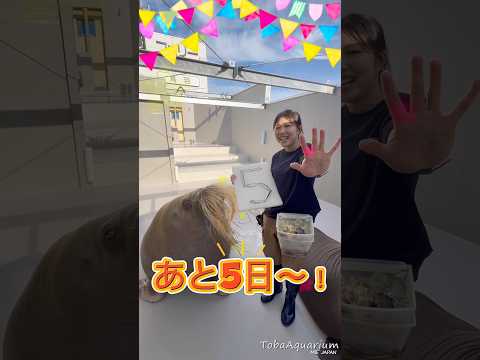 《鳥羽水族館》セイウチ「ツララ」の誕生日まであと５日‼️5/31のツララ17歳の誕生日まで、毎日カウントダウン動画を載… サムネイル
