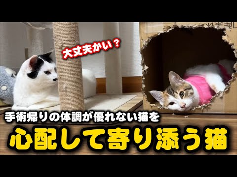避妊手術帰りの猫を気遣い寄り添う優しい猫 サムネイル