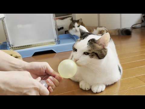 風船で遊ぼうとしたら突然のハプニングにビックリする猫 サムネイル