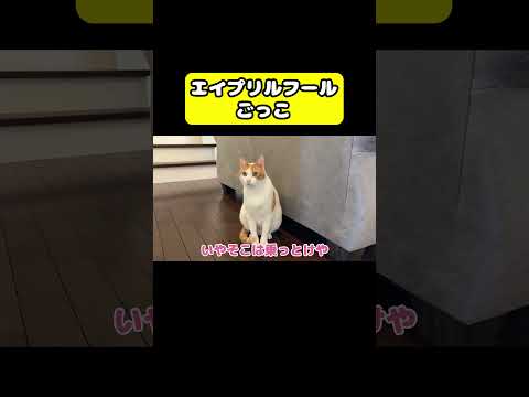 エイプリルフールごっこ　猫 おもしろ アテレコ ニャンチューバーつくし サムネイル