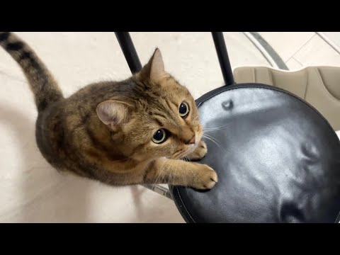 食いしん坊猫のつまみ食いを許すなッッ！！！！ サムネイル
