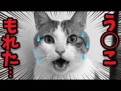 【悲報】猫おむつ履かせたら気がゆるんで肛門もゆるんでしまう… サムネイル