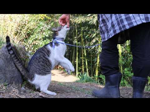 さばじろうと散歩　Cat walk　260521