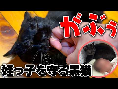 姪っ子が生まれたので初めて会いに行ったら”小さな騎士”が守っていましたwww