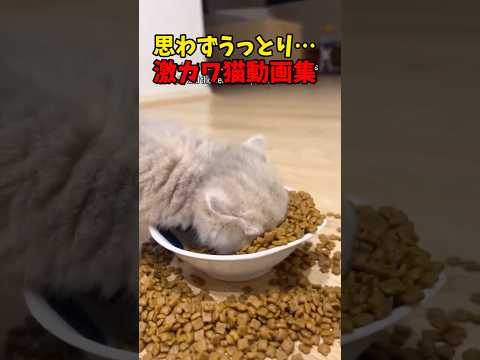 うっとり😍 猫 cat cats cute サムネイル