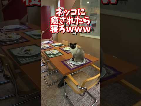 ネッコの動画で癒されたら寝ろｗｗｗ　2ch  動物  猫 癒やし ねこ動画 サムネイル