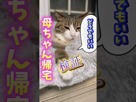 今でも帰宅すると階段を降りる音が聞こえるcats shorts 球太