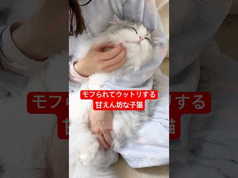 甘えん坊な子猫の最高に幸せな瞬間 子猫 ぽこ太郎 ラガマフィン サムネイル