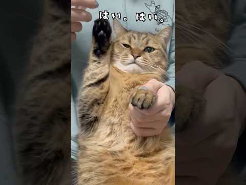『痛かったら手を挙げて』と伝えたら１秒で挙手した猫