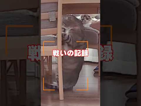 朝ごはん爆裂催促ニャンズvs文明の利器の結末がコチラ🤣🤣🤣｜HHOLOVE Yuno 360°AI見守りカメラ付き自動… サムネイル