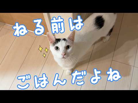 最近の寝る時間の猫たちはこんな感じです！ サムネイル
