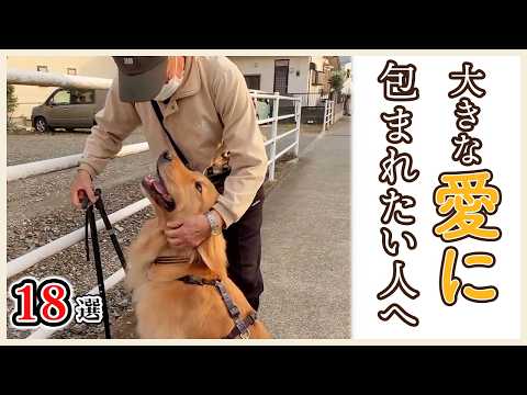 とにかく人が大好き❤️愛情いっぱいなゴールデンレトリバーの動画【18選】|PECO