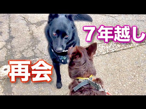 【感動】７年越しにワンコの兄弟と再会した結果！！ サムネイル