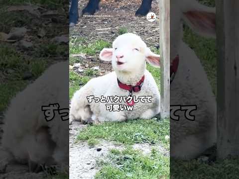 ずっとパクパクしてる仔羊が可愛いw｜PECO サムネイル