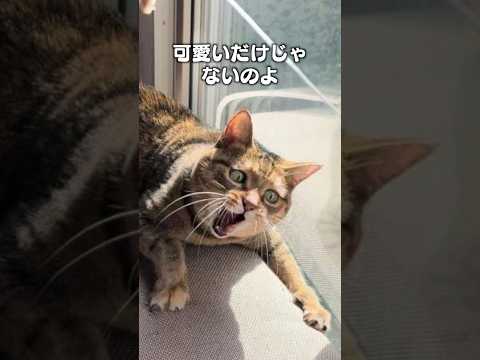 「飾りじゃないのよ前歯は」猫あるある|フルはApple Musicほか音楽アプリへ