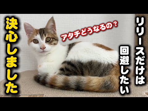 タイムリミットが近づく子猫…決意を新たにしました サムネイル