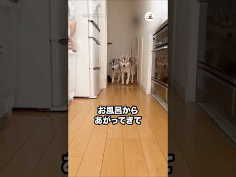 お風呂上がりに子猫を探すハスキーたち｜PECO サムネイル