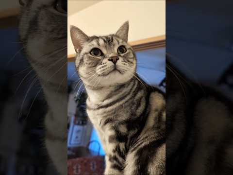 アメショーのラッテ アメショ アメリカンショートヘア ＃猫との暮らし猫と暮らす家猫 サムネイル