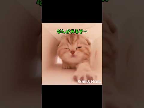 インパクト大大大爆発！ サムネイル