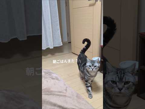 アメショーのラッテ アメショ アメリカンショートヘア 猫と暮らす家＃猫との暮らし猫