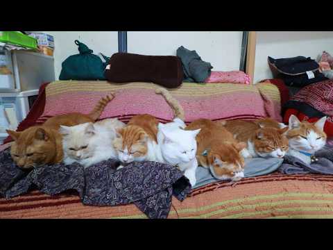 7匹の茶白猫たち　260425 サムネイル