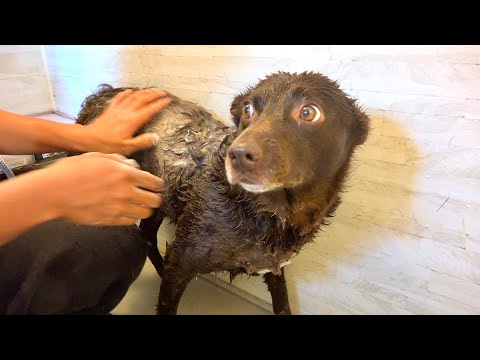 抜け毛がひどいワンコをシャンプーした結果。。 サムネイル